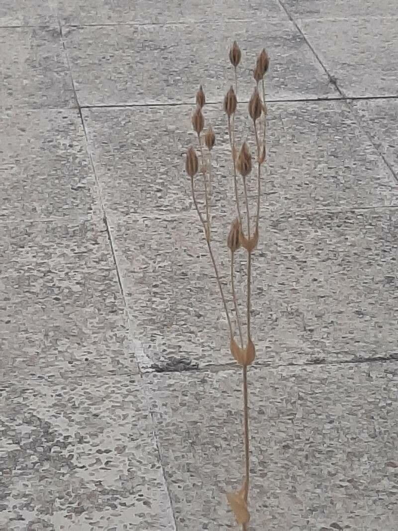 Centaura