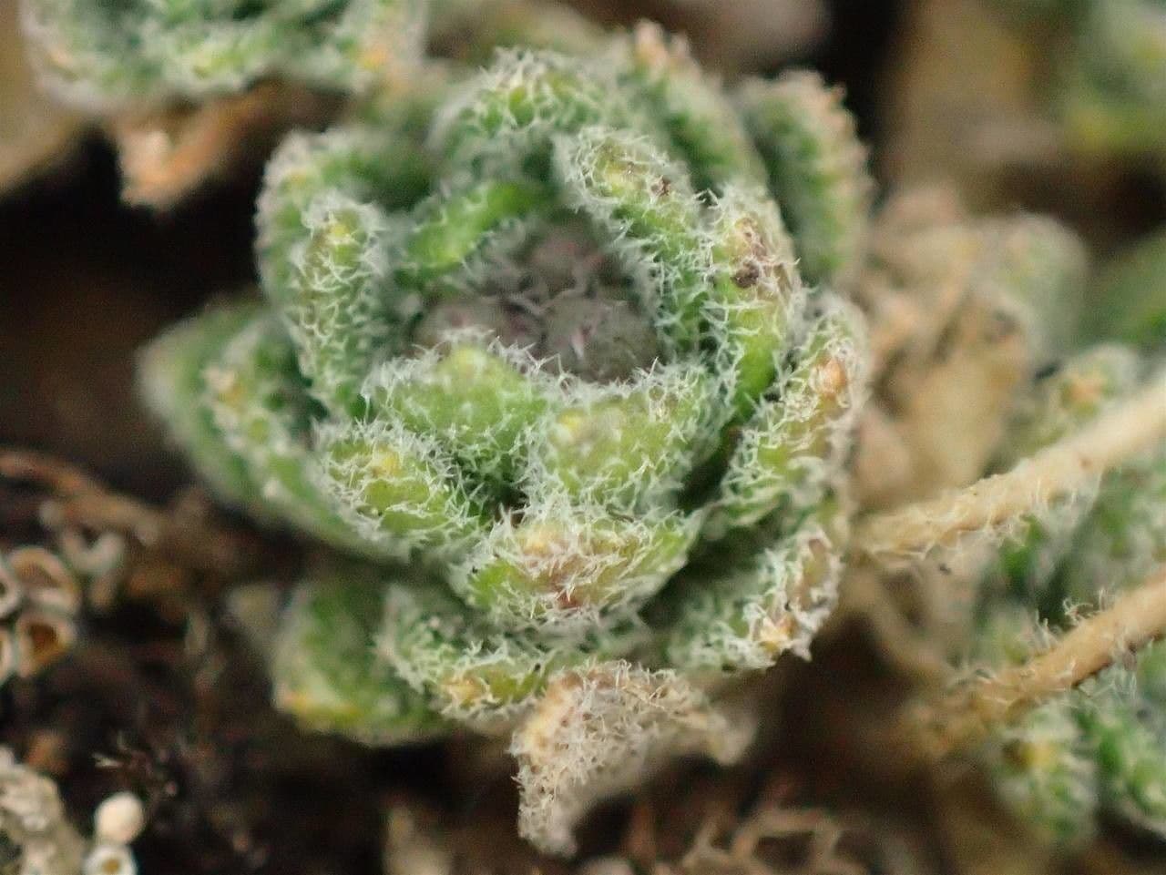 Draba tomentosa 7