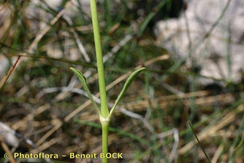 Saponaria bellidifolia 25