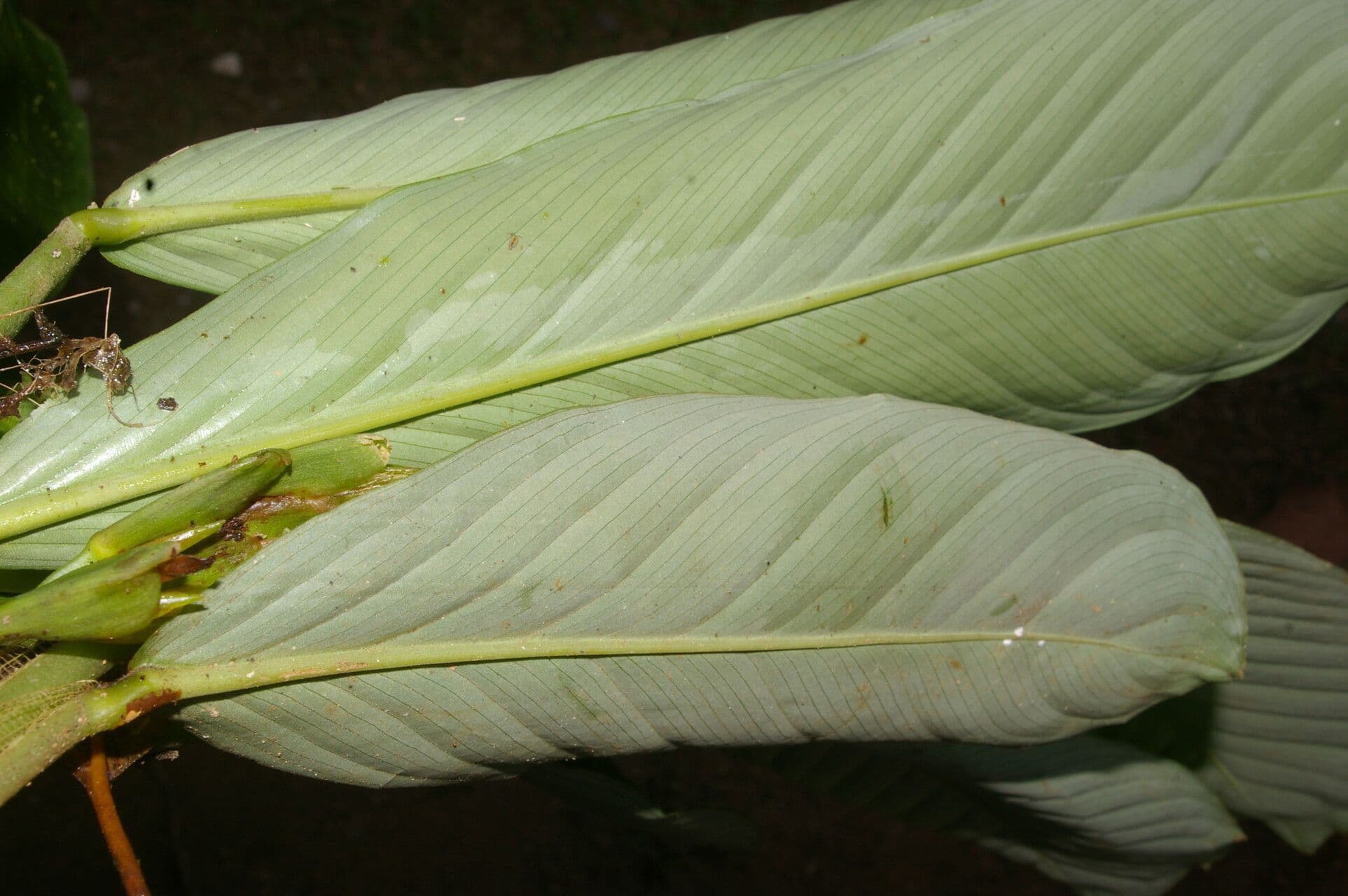 Hylaeanthe 11