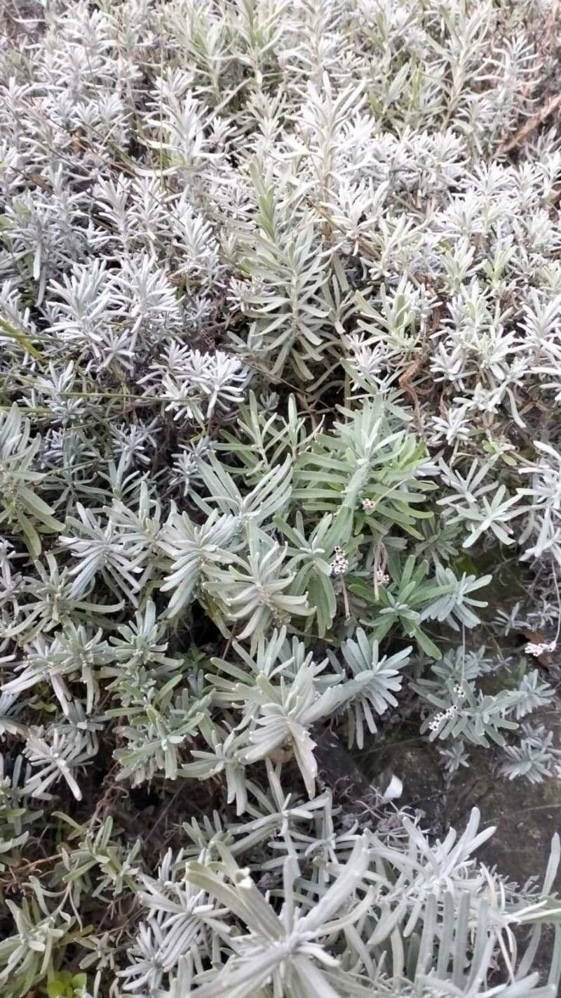 Lavanda lanata 4