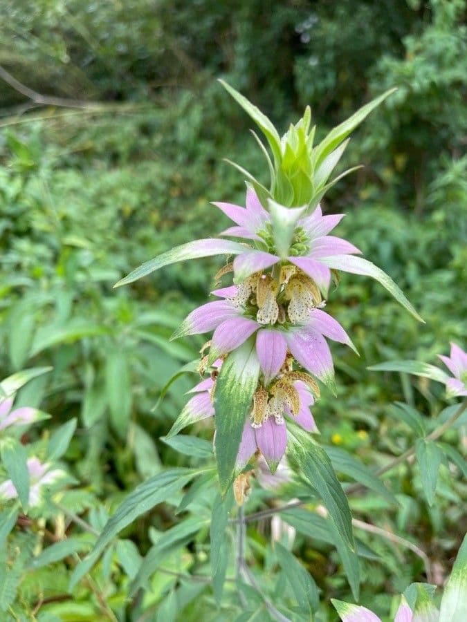 Gefleckte Monarde 5