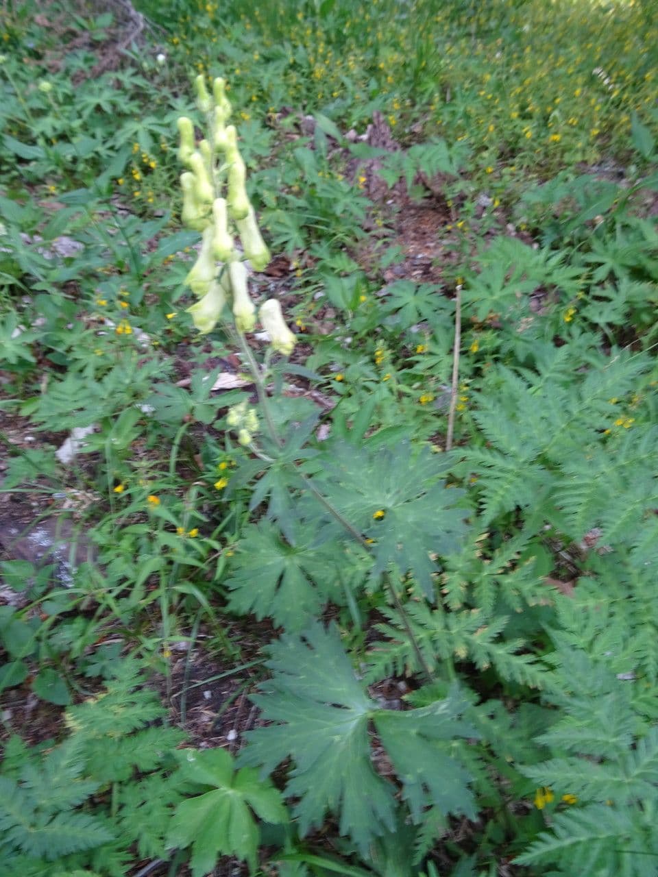 Aconito lupicida 22