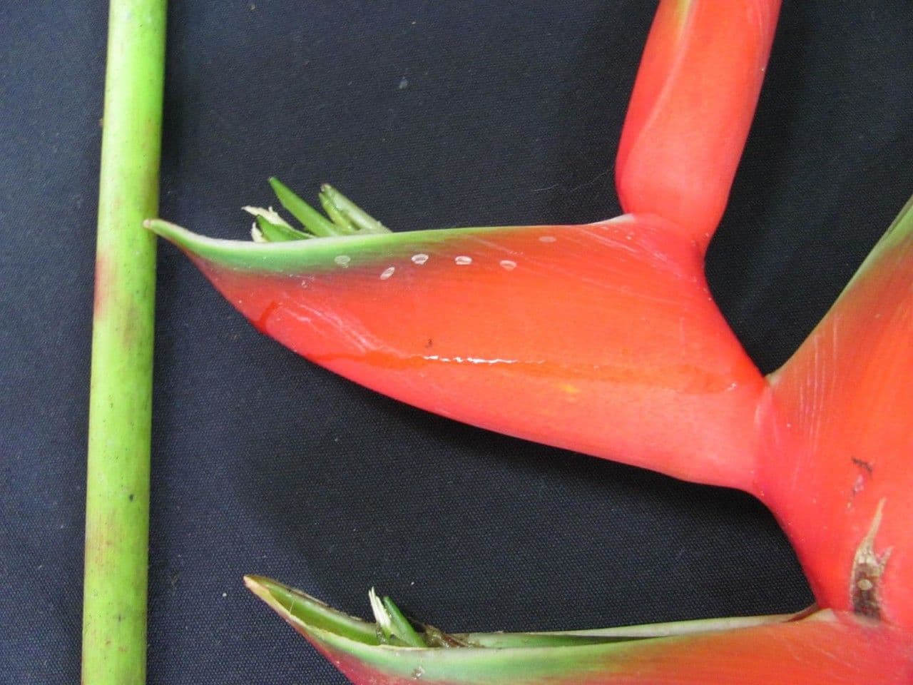 Fiore pappagallo 3