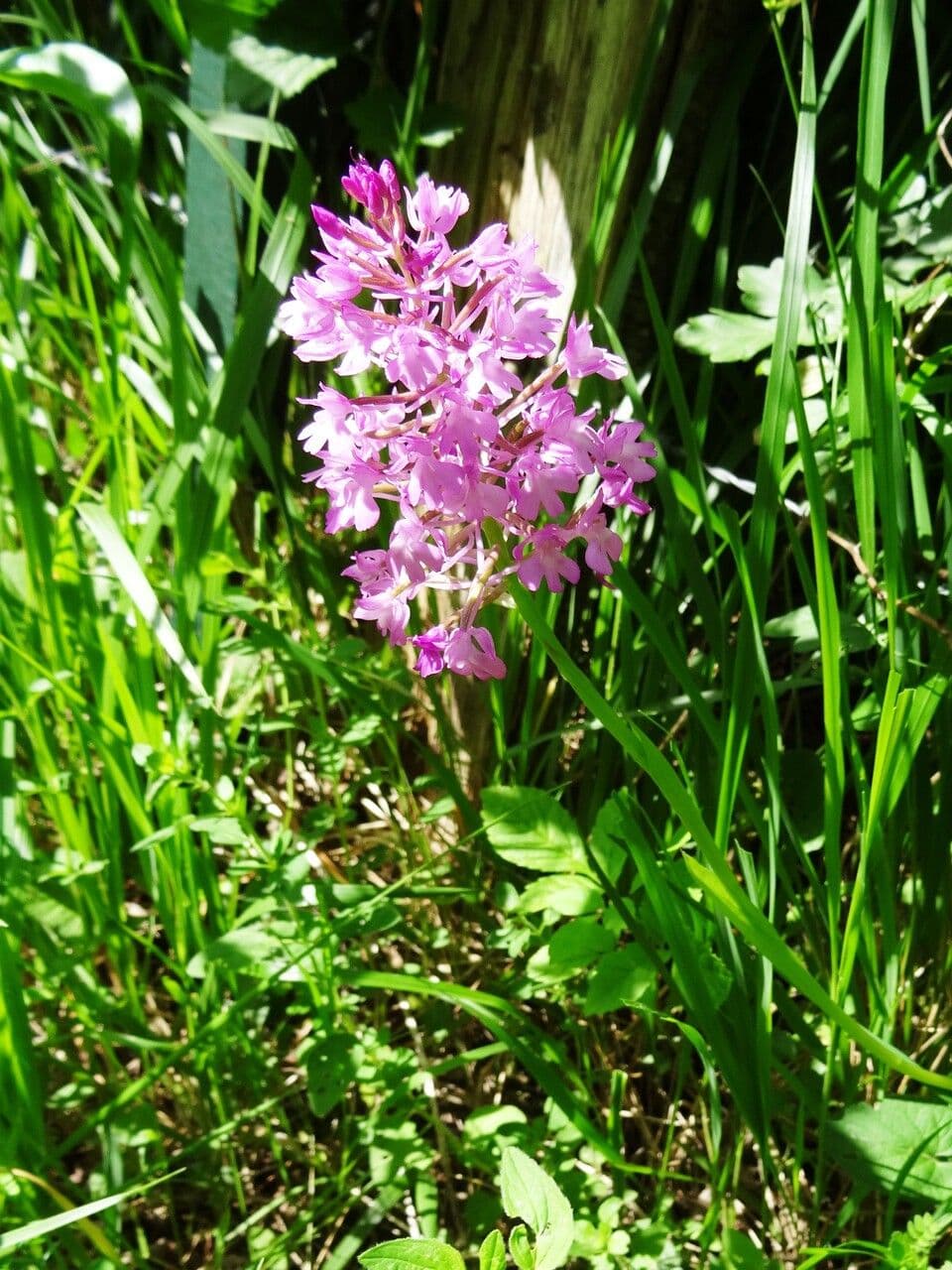 Orchis pyramidal 11
