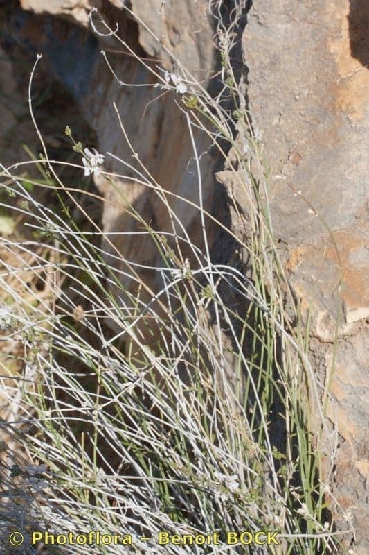 Sideritis 7