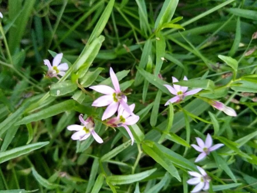 Lobelia cinese 5