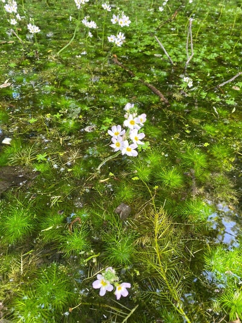Erba scopina 11