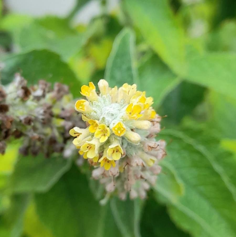 Buddleja stachyoides 5