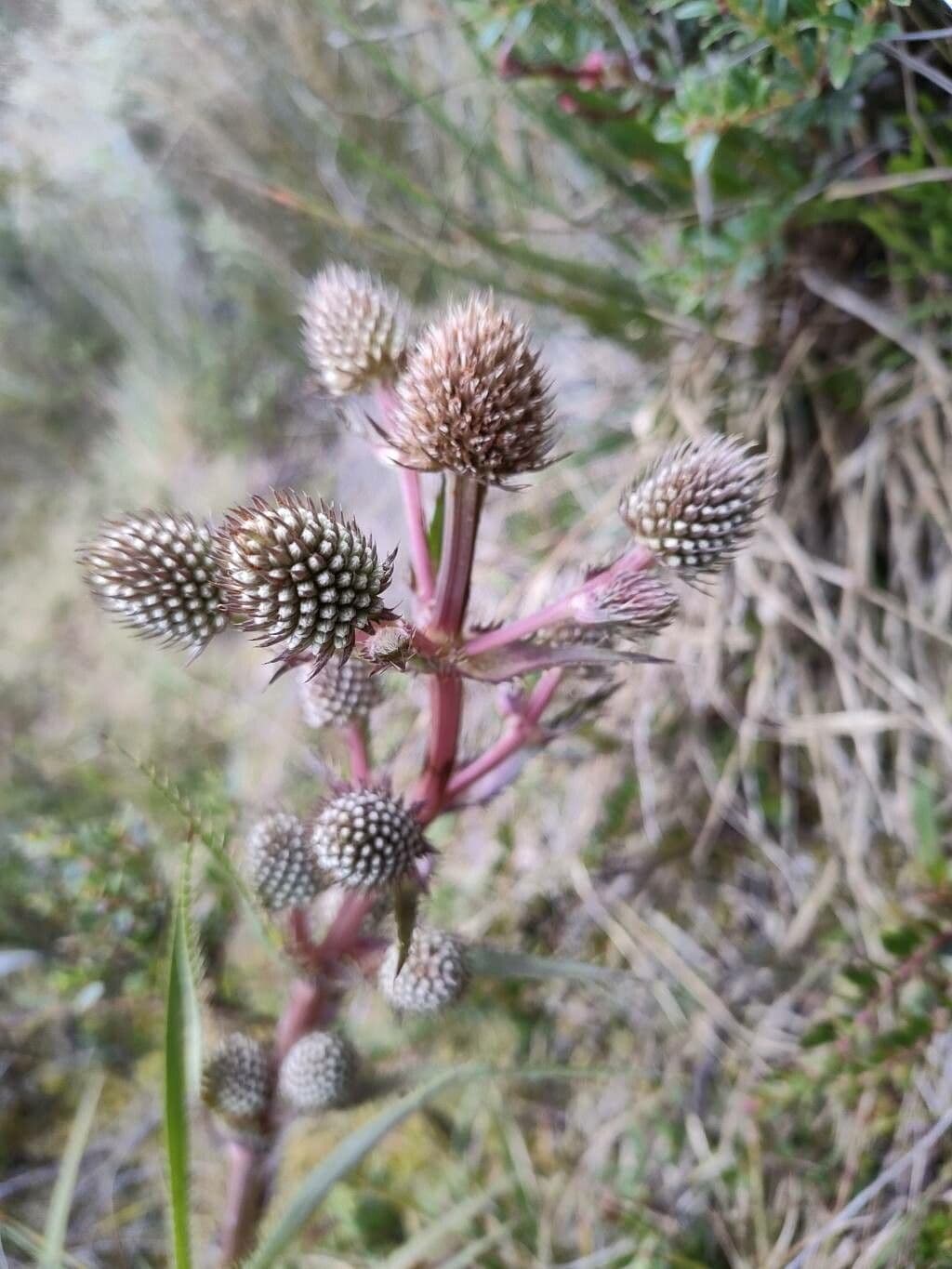 Panicaut de Humboldt 2