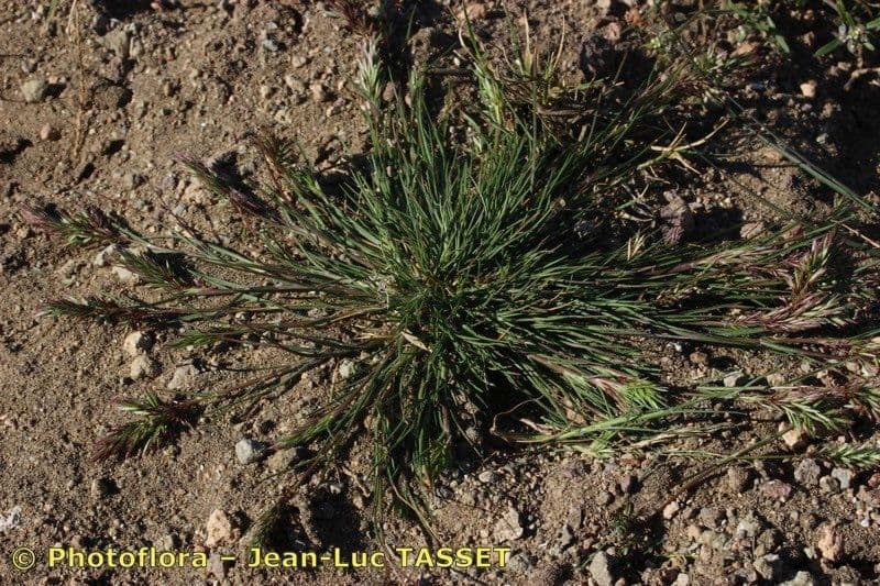 Arabian grass 7