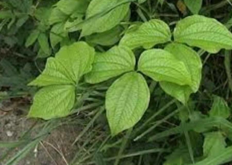 Dioscorea hispida