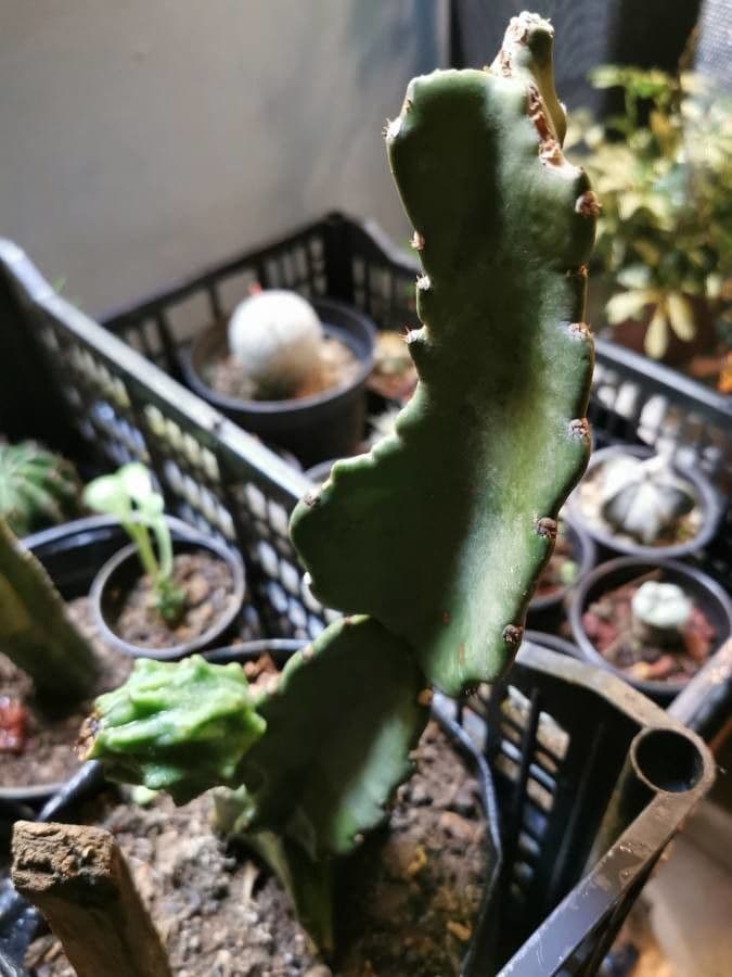 Stapelia gigantea 2