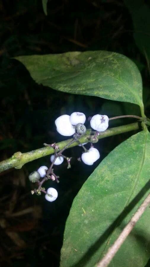 Palicourea deflexa 10