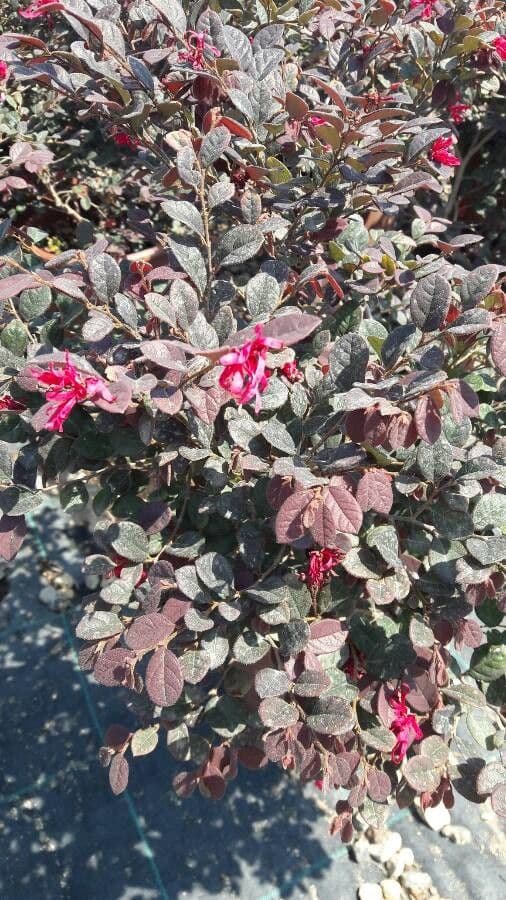 Loropetalum