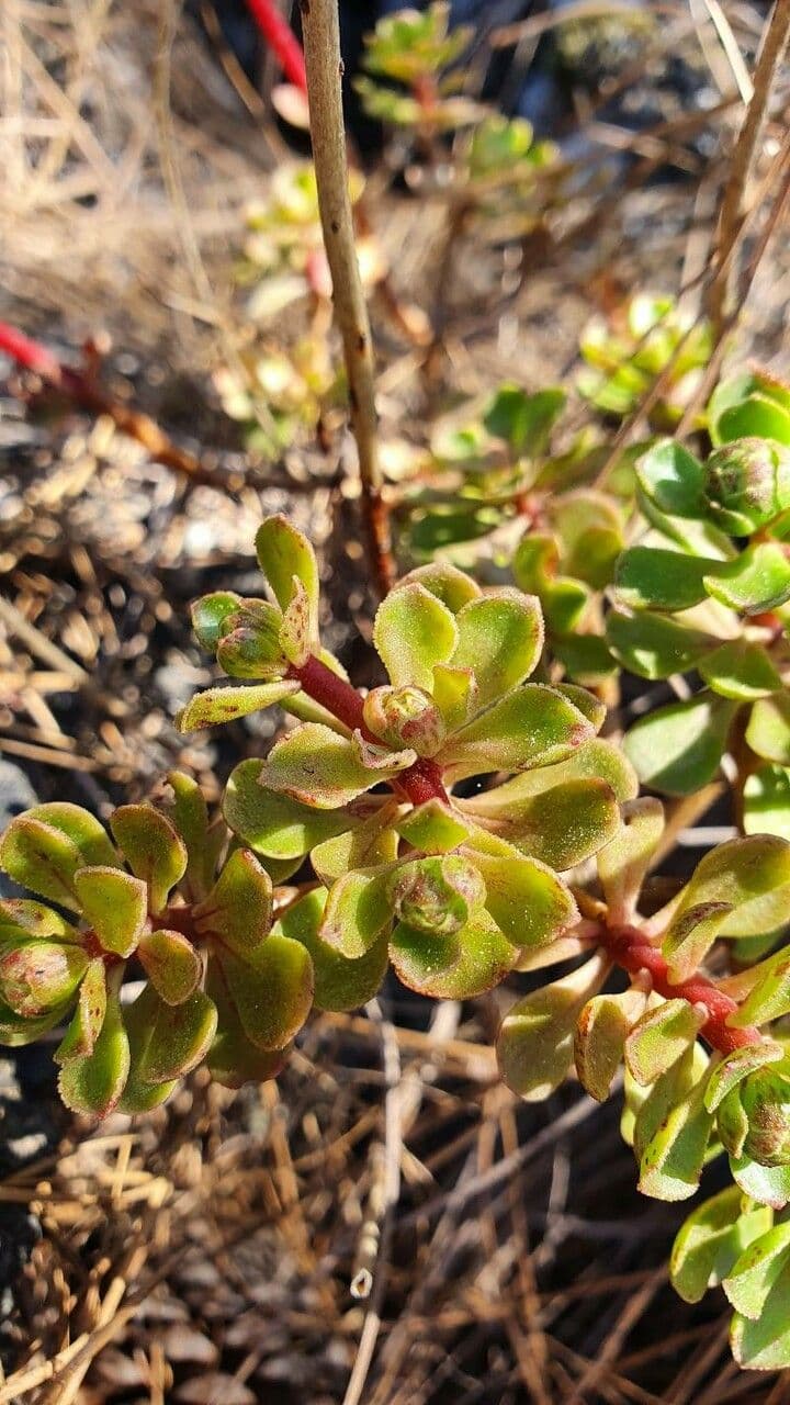 Sempervivum spatulé 14