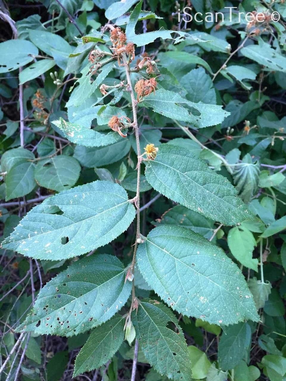Grewia caffra 9