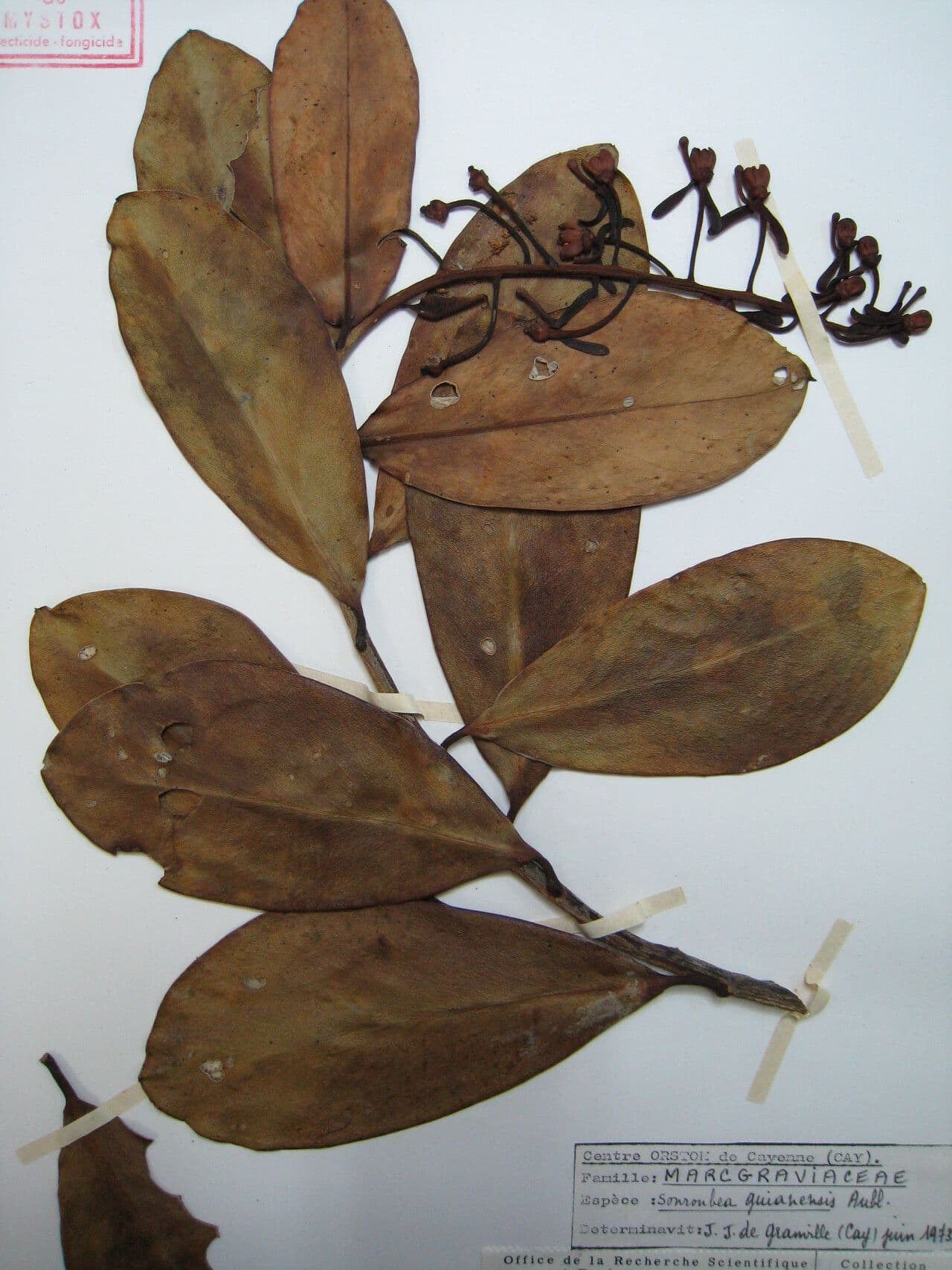 Souroubea 6