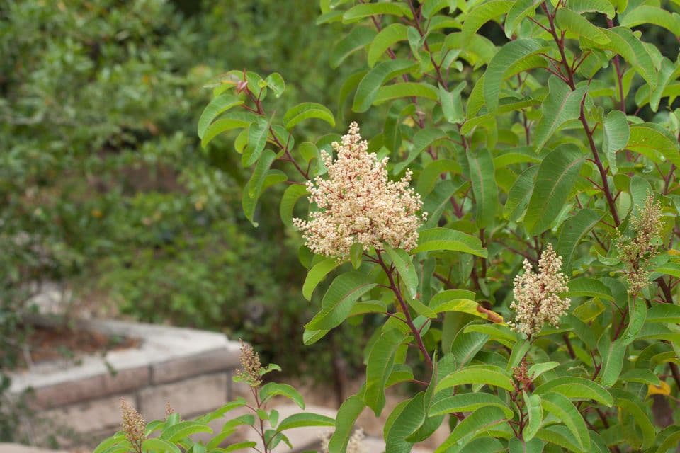 Malosma 6