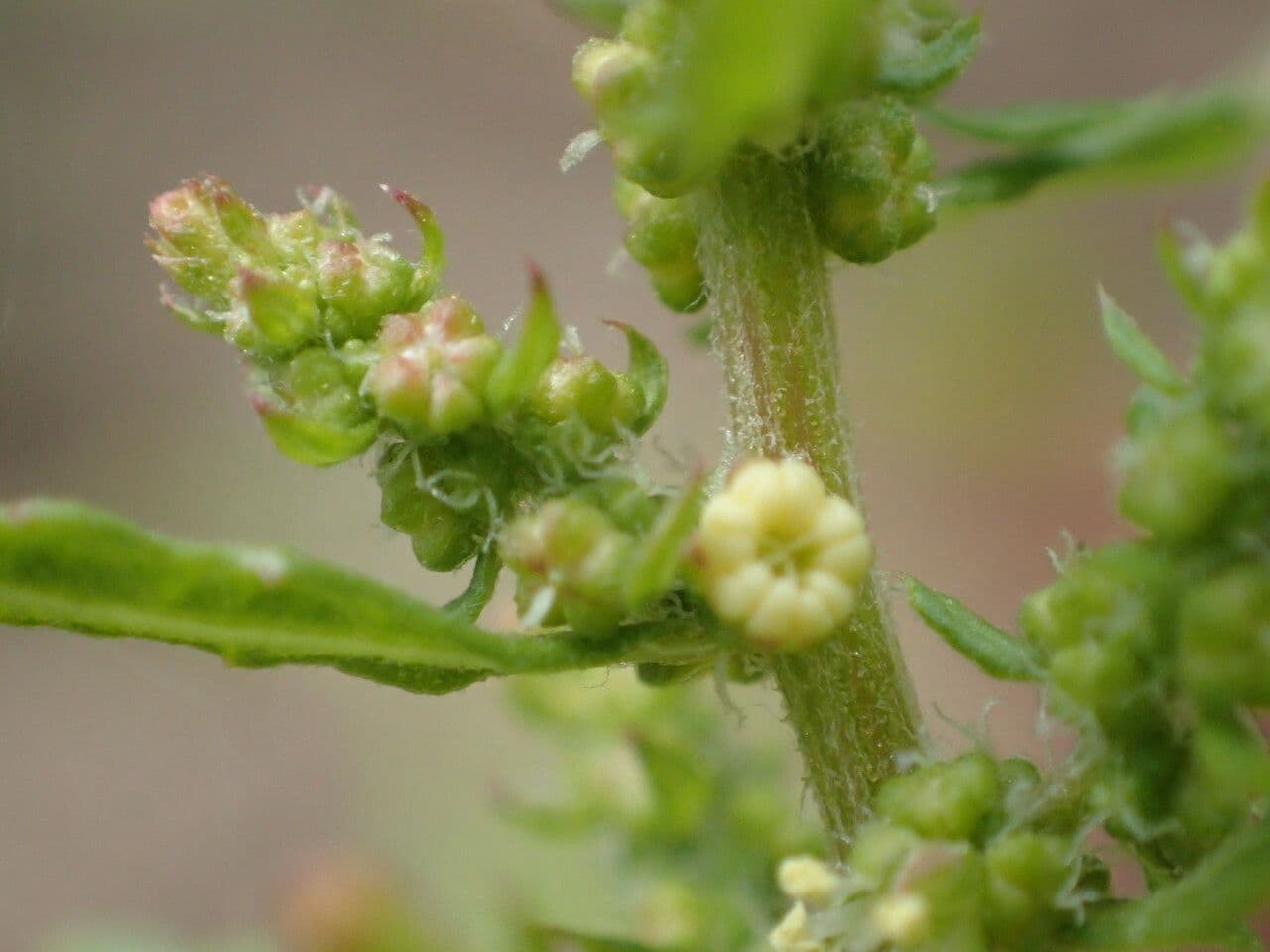 Epazote 7