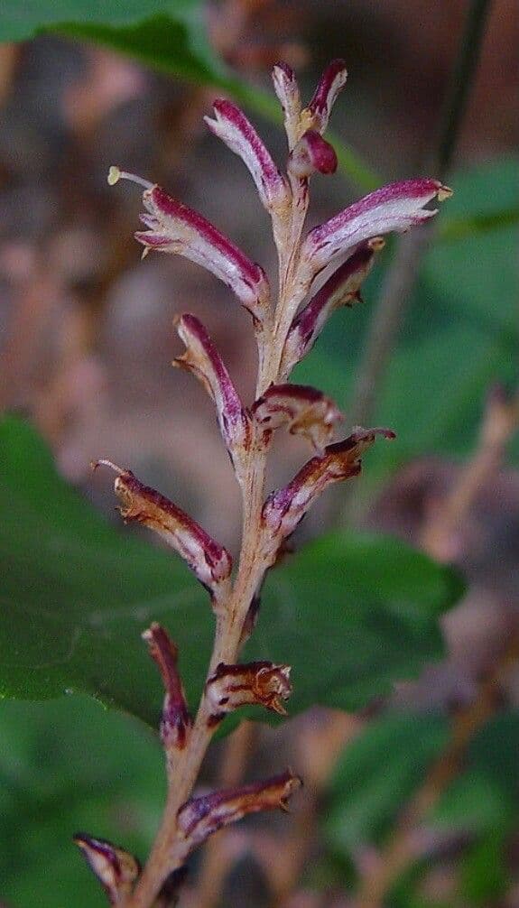Epifagus virginiana 9