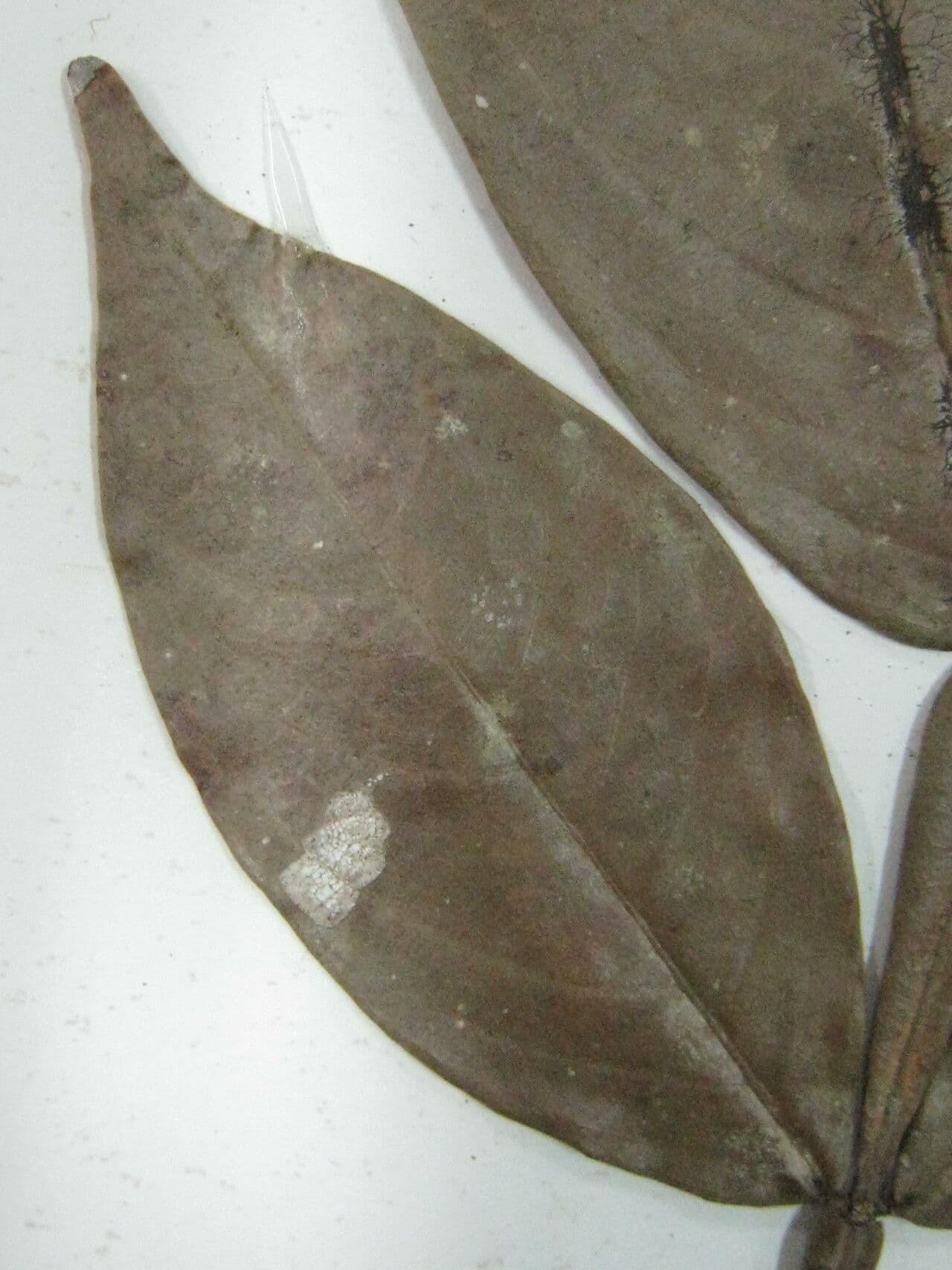 Inga a ombrella