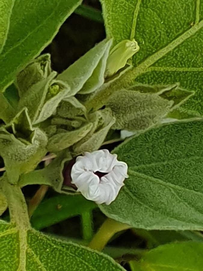 Astripomoea 3