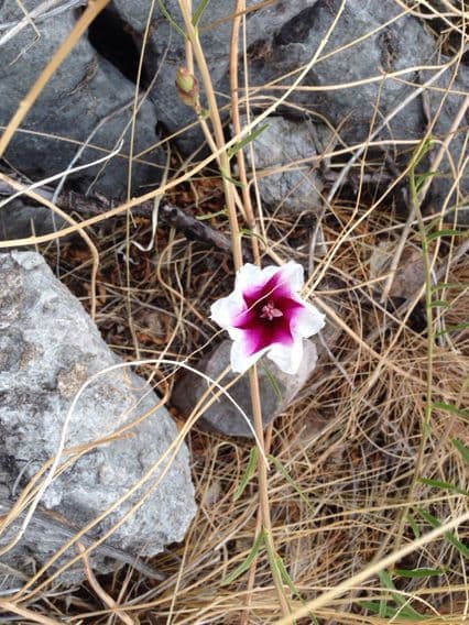 Ipomoea 5