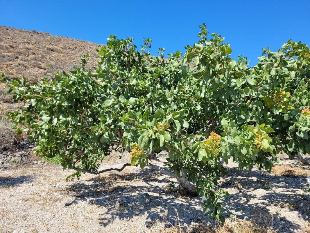 Pistacchio 16