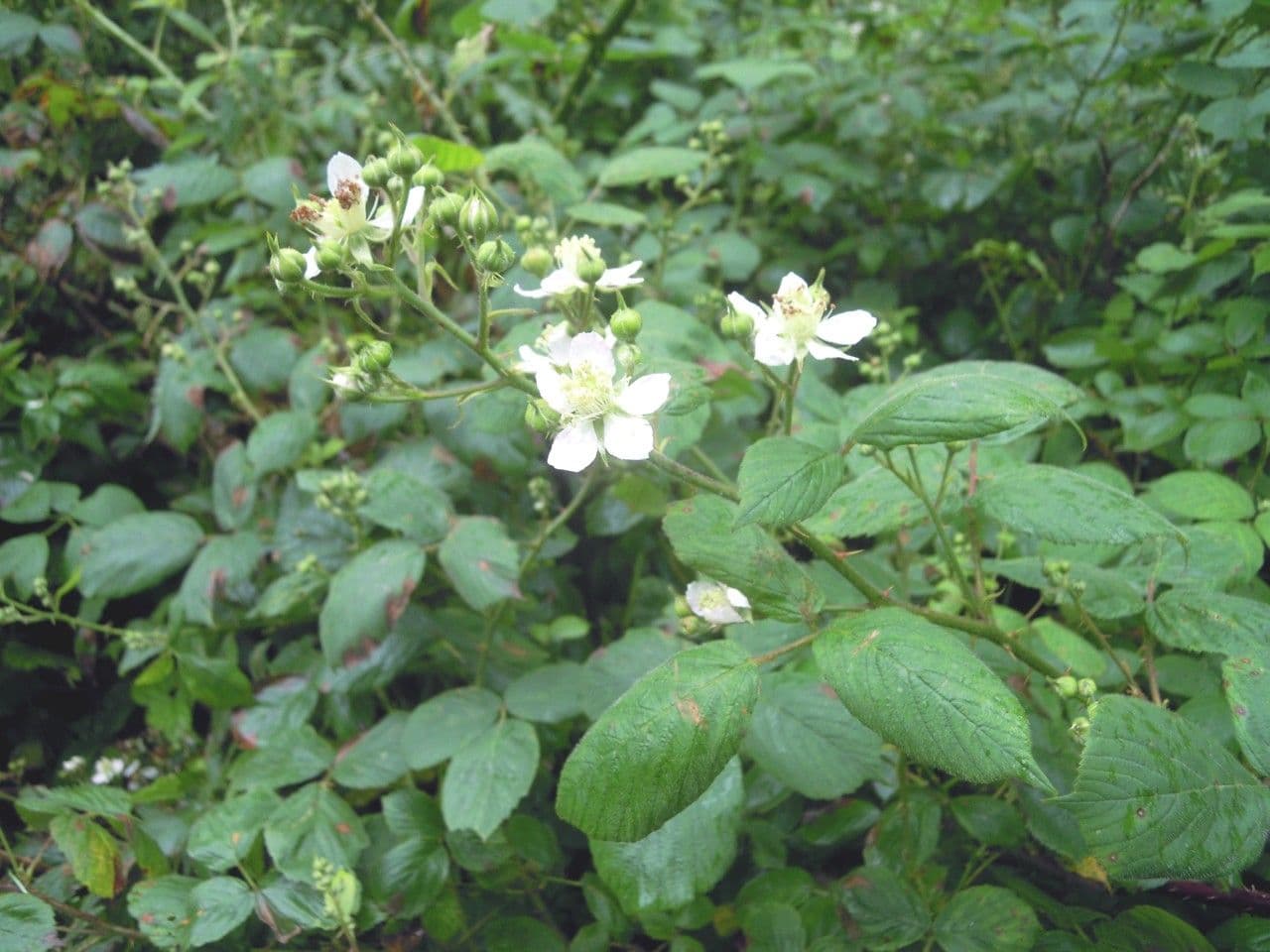 Mûrier à fleurs multiples 18