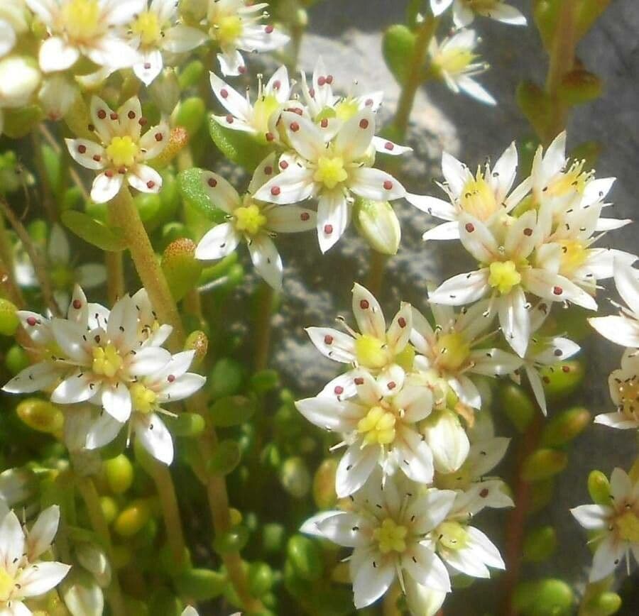 Sedum