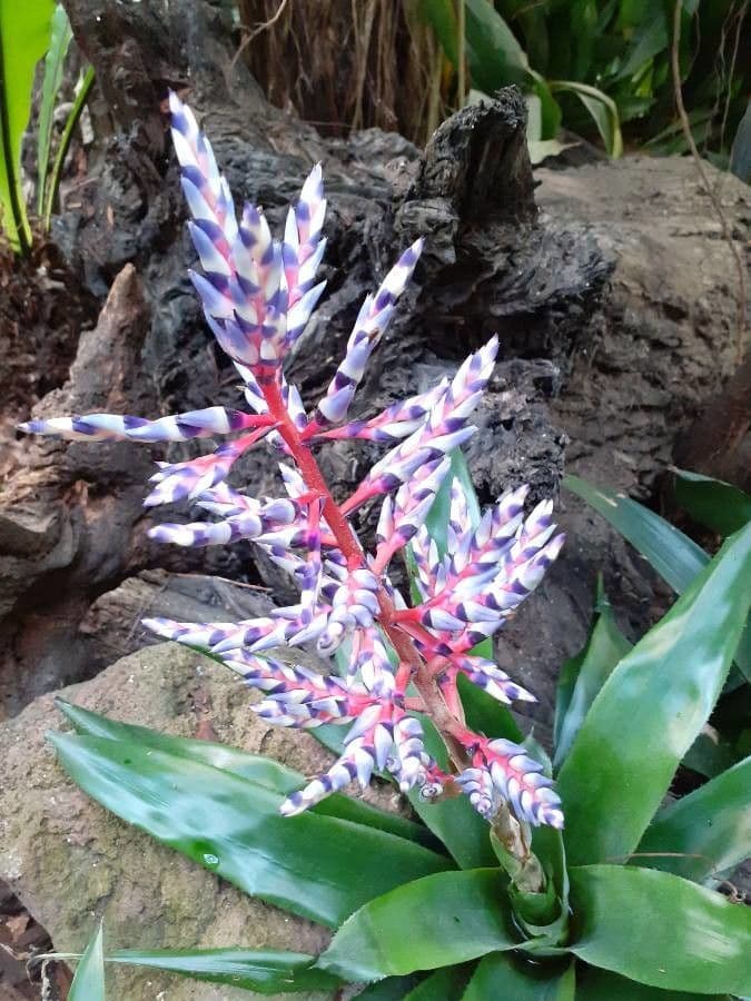 Aechmea 7
