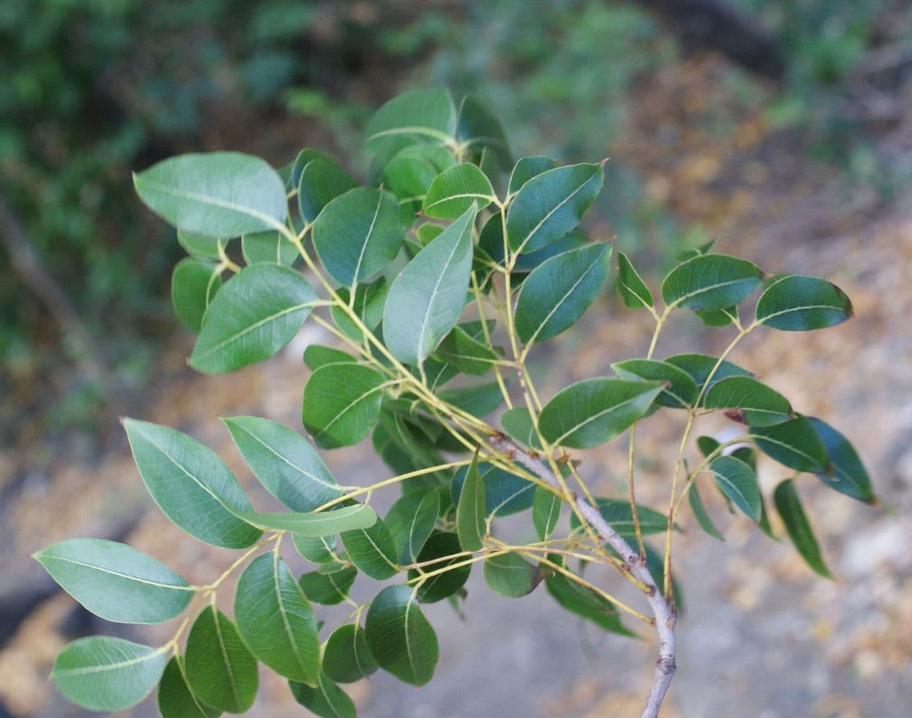 Lonchocarpus 14