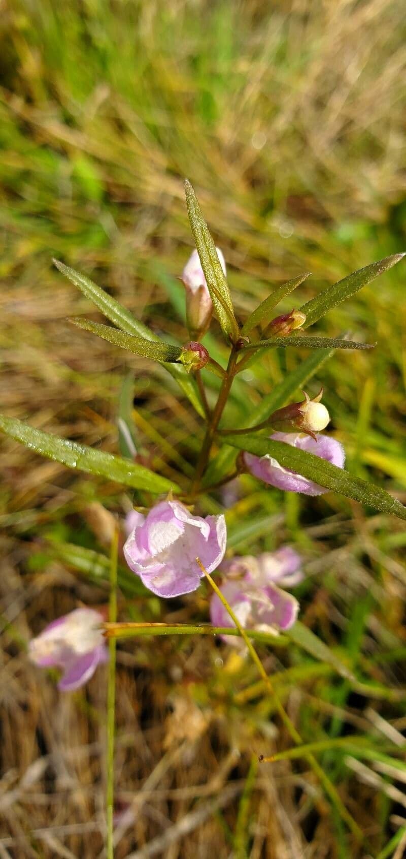 Schmalblättriges Gauklerblümchen 2