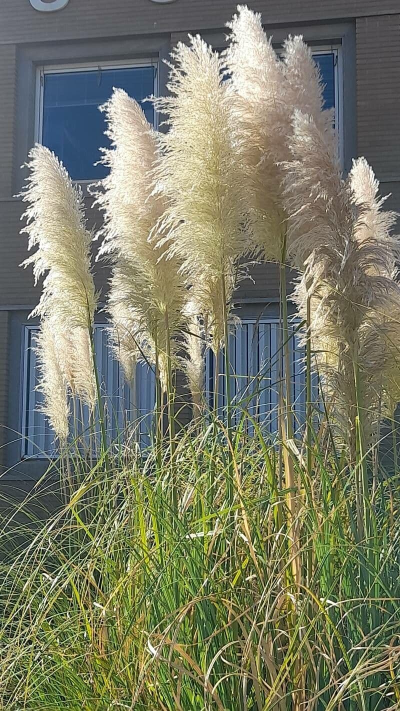 Erba delle pampas 26