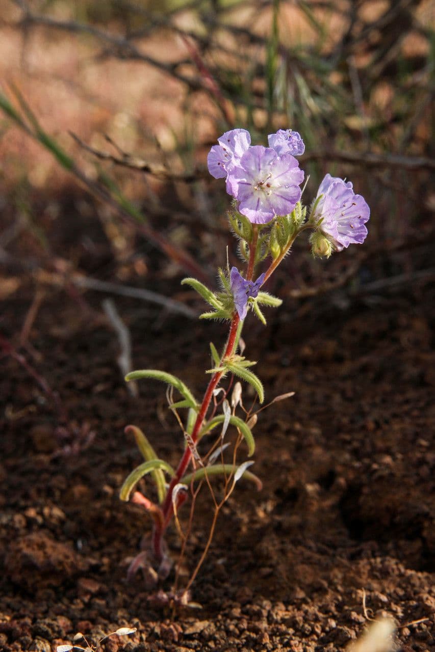 Linear-leaf phacelia 8