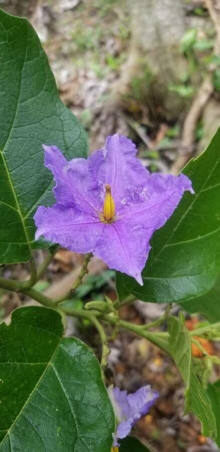 Solanum di Wright 3