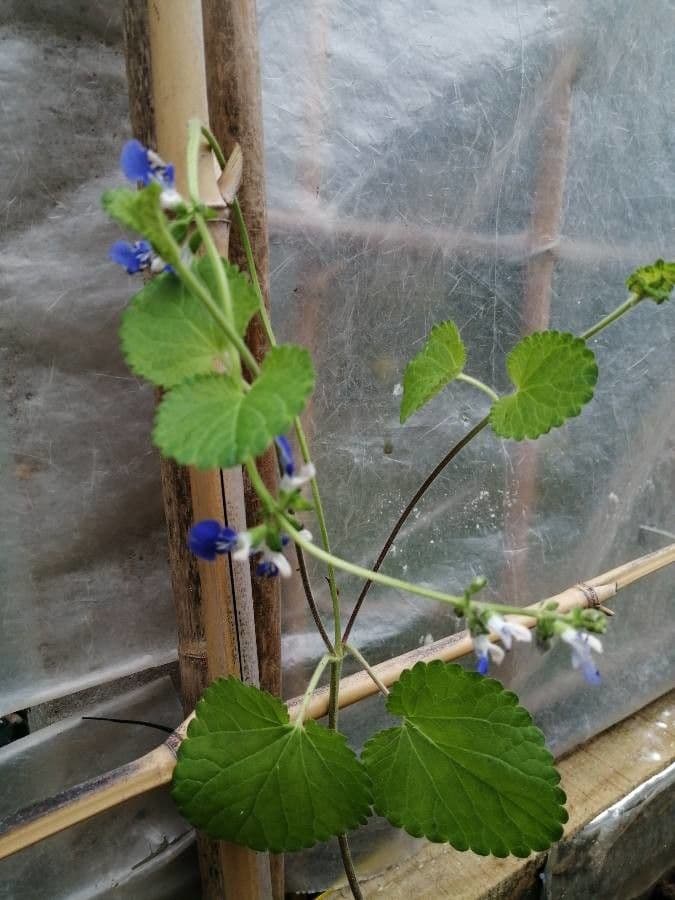 Salvia 7