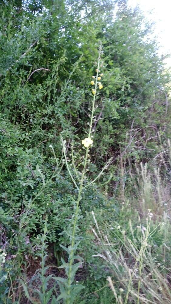 Verbasco blattaria 12