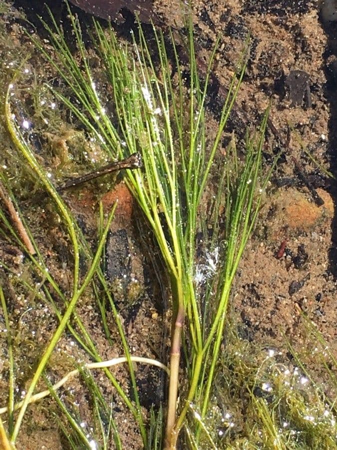 Ranunculus fluitans 17
