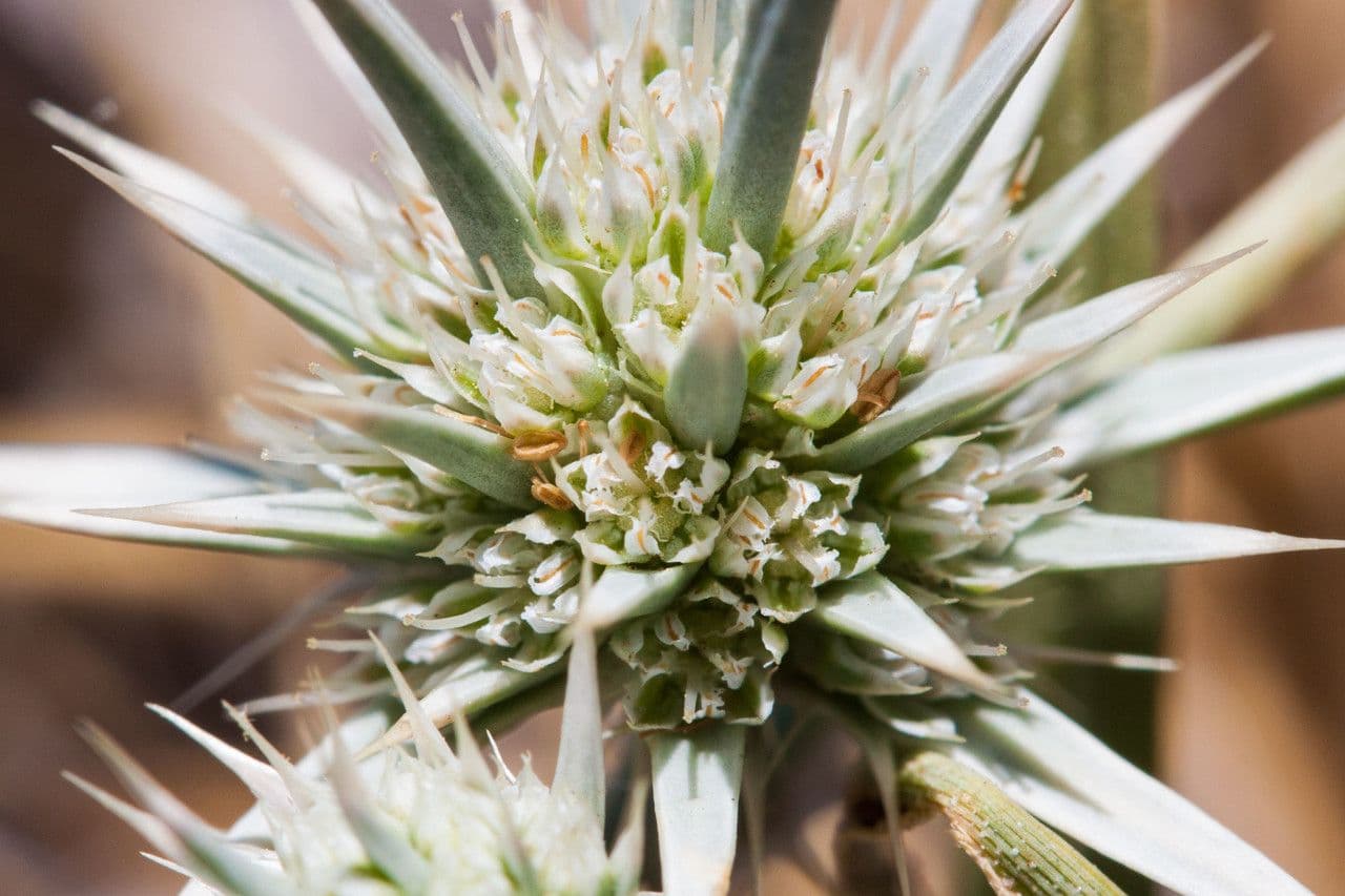 Eryngium 3