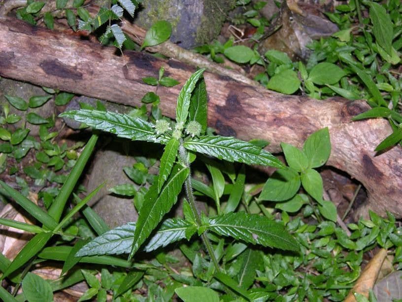 Hyptis 12