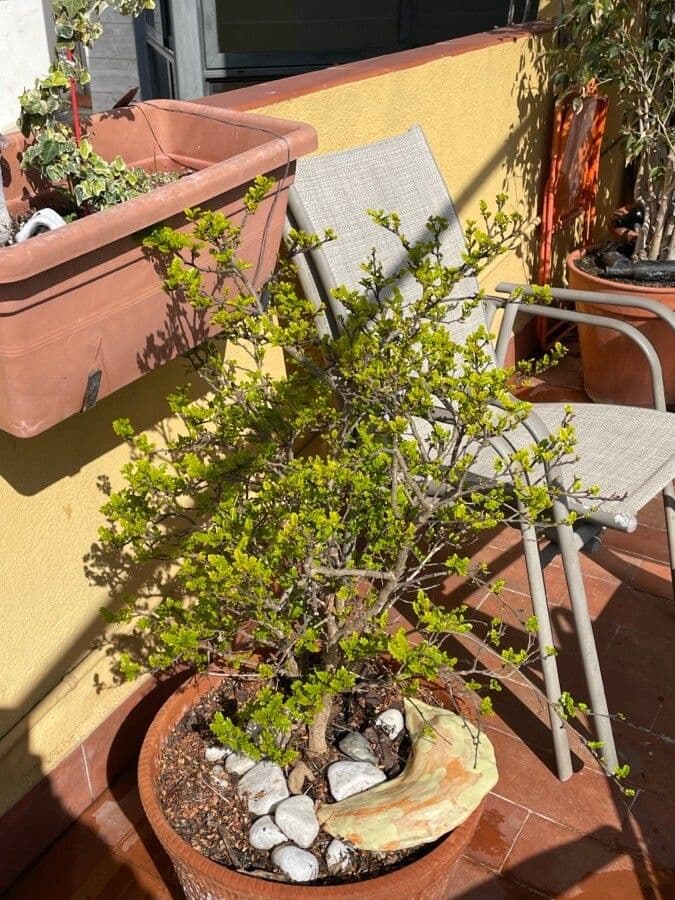 Chinesischer Buchsbaum 2