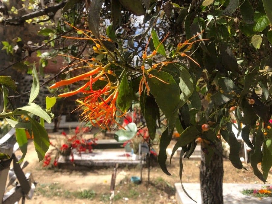 Psittacanthus rhynchanthus 6