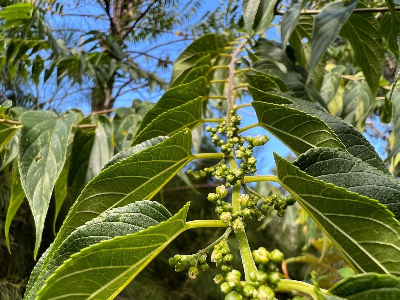 Trema canapa 2