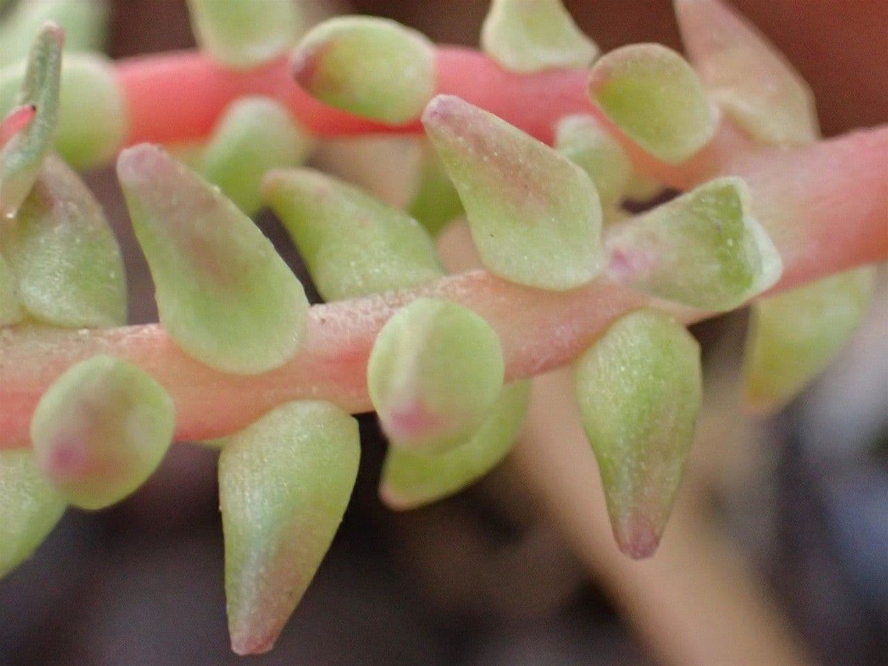 Sedum 16