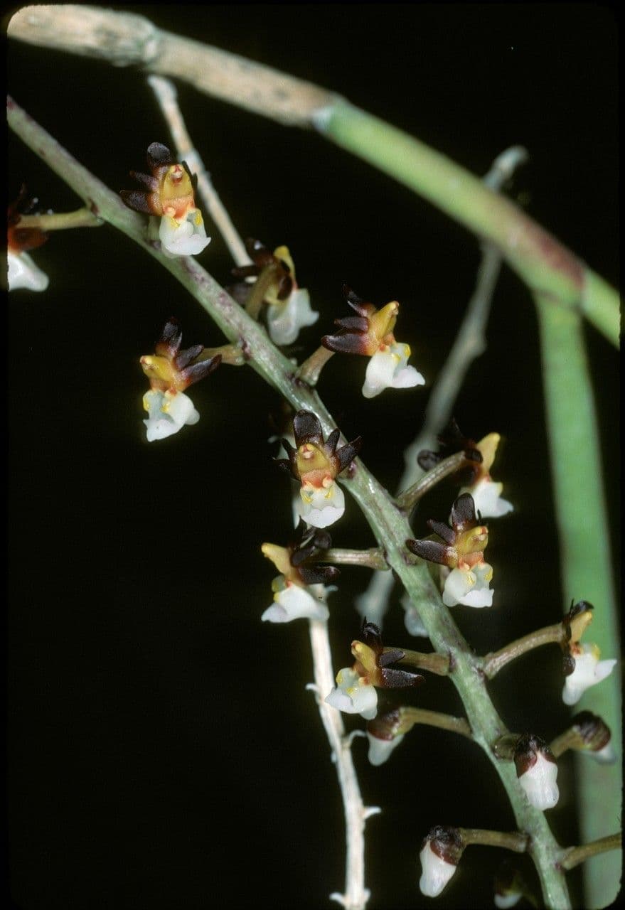 Cleisostoma 3