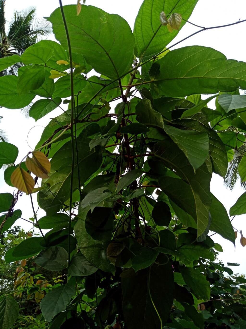 Poikilospermum