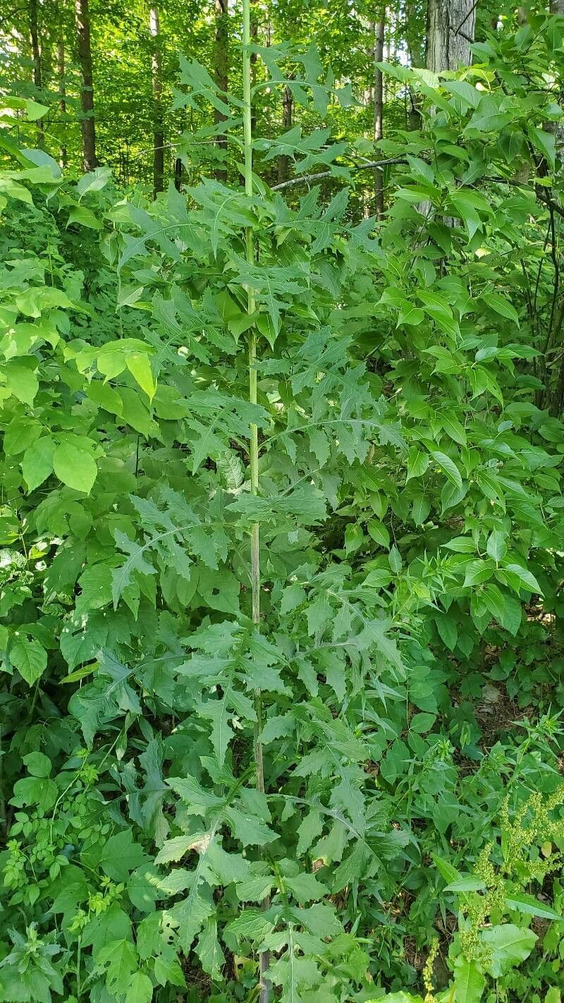 Lactuca 9