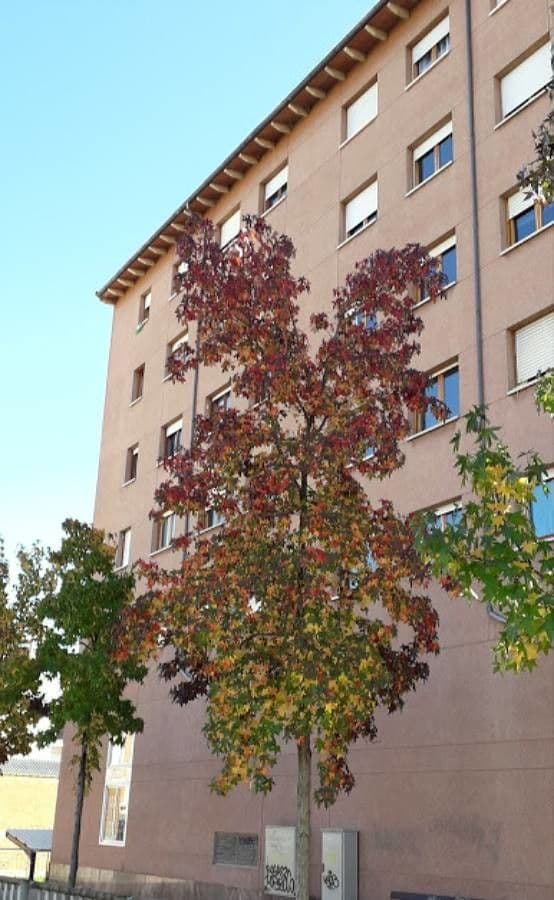 Liquidambar 14